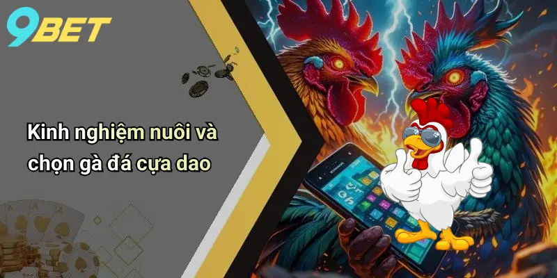 Đá Gà Cựa Dao Là Gì: Khám Phá Sân Chơi Kịch Tính Trực Tuyến 3 Kinh nghiệm nuôi và chọn gà đá cựa dao